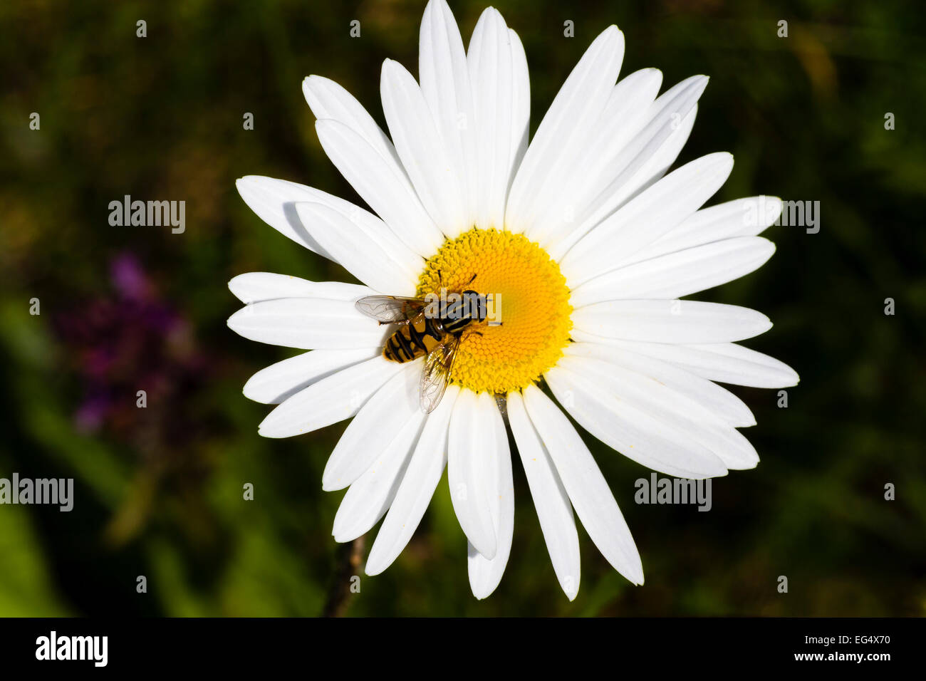 Hoverfly (Syrphidae) auf einer Daisy Blume; Orkney Schottland, Vereinigtes Königreich Stockfoto