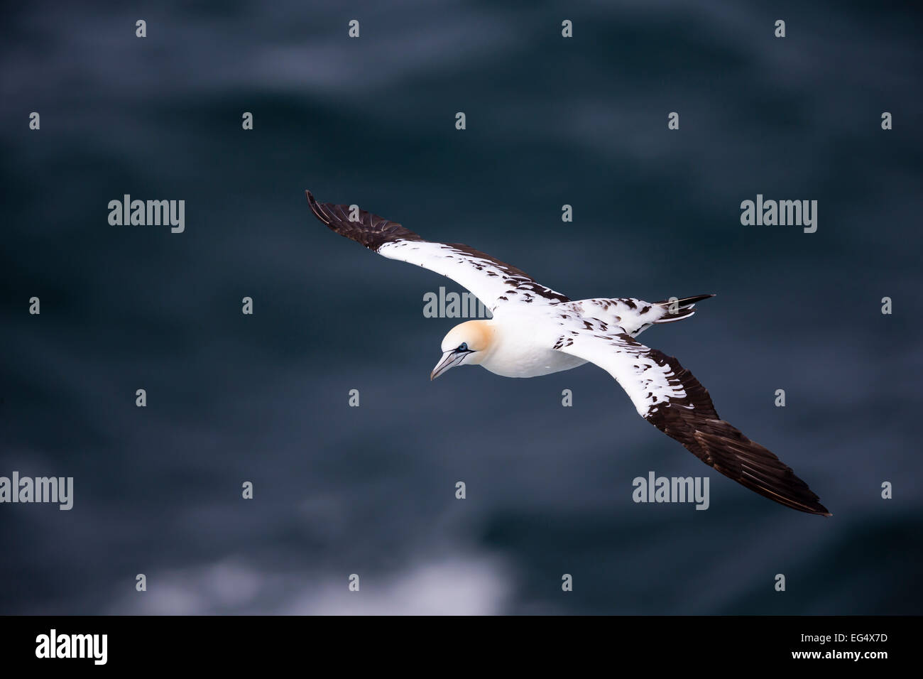 Basstölpel (Sula Bassana) im Flug; Orkney Schottland, Vereinigtes Königreich Stockfoto