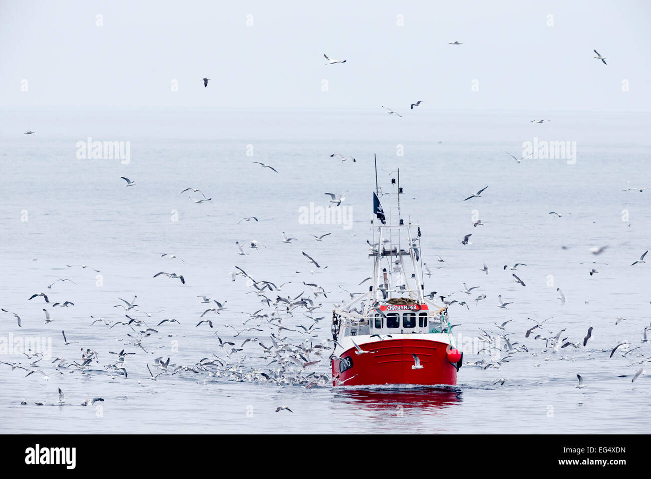 Seevögel folgen ein Trawler auf Fetzen von Fisch ernähren; Isle of kann Schottland, Vereinigtes Königreich Stockfoto