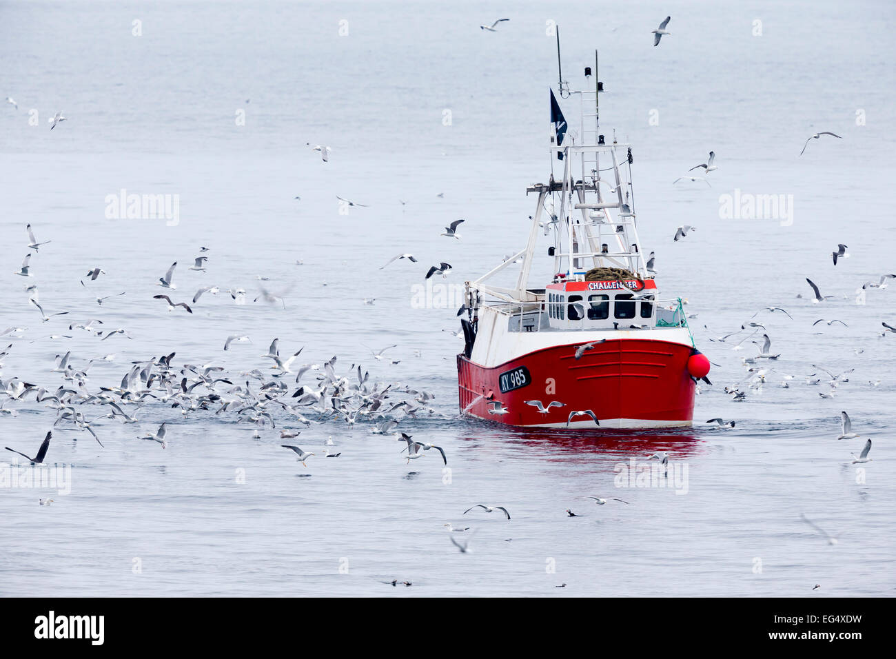 Seevögel folgen ein Trawler auf Fetzen von Fisch ernähren; Isle of kann Schottland, Vereinigtes Königreich Stockfoto