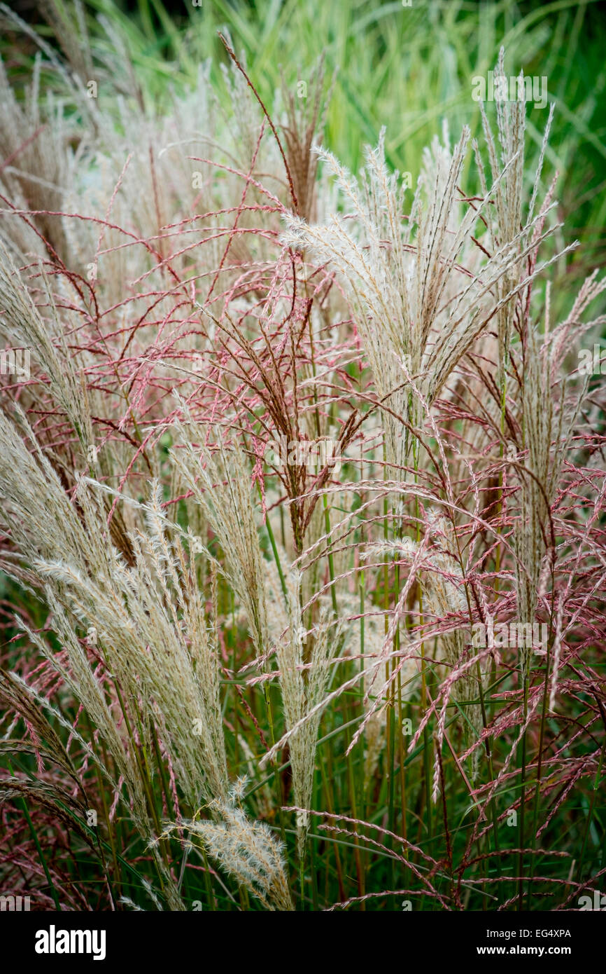 Vielzahl von langen Dekorative Gräser im Garten Grenze Stockfoto