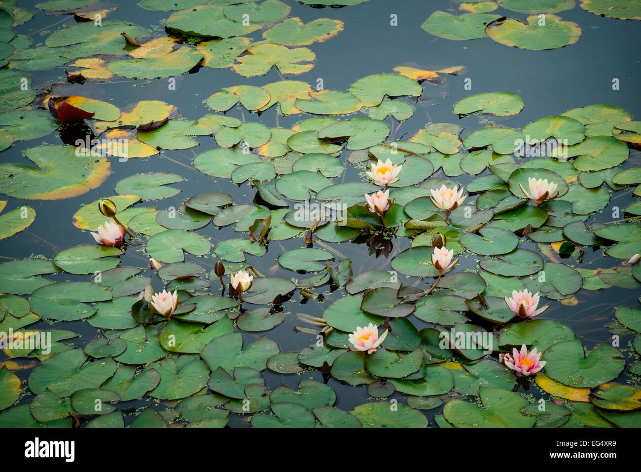 Seerose Blumen und Pads schwimmend auf Teich Stockfoto