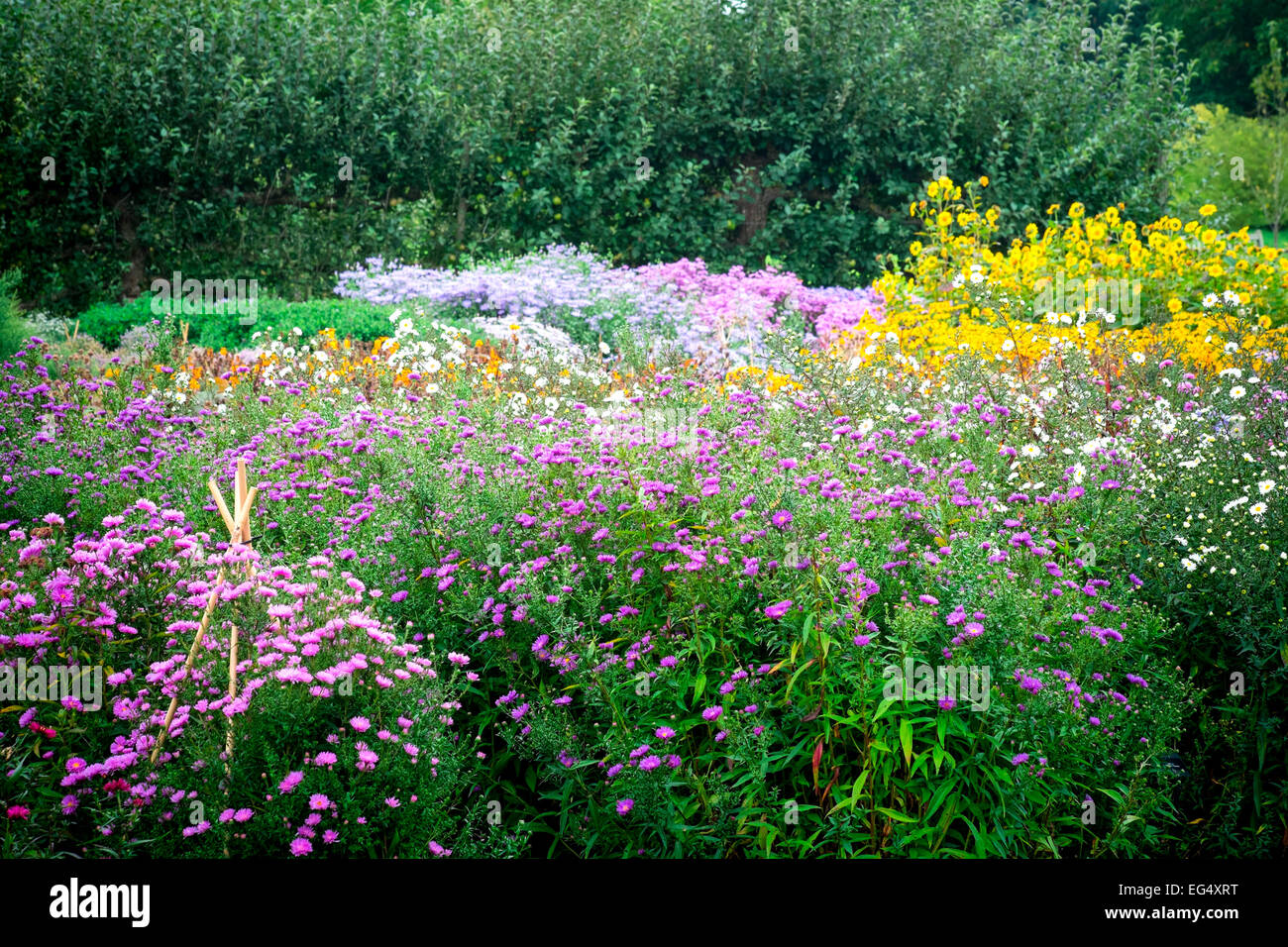 Staudenbeet an Waterperry Gardens, Oxfordshire, Großbritannien Stockfoto