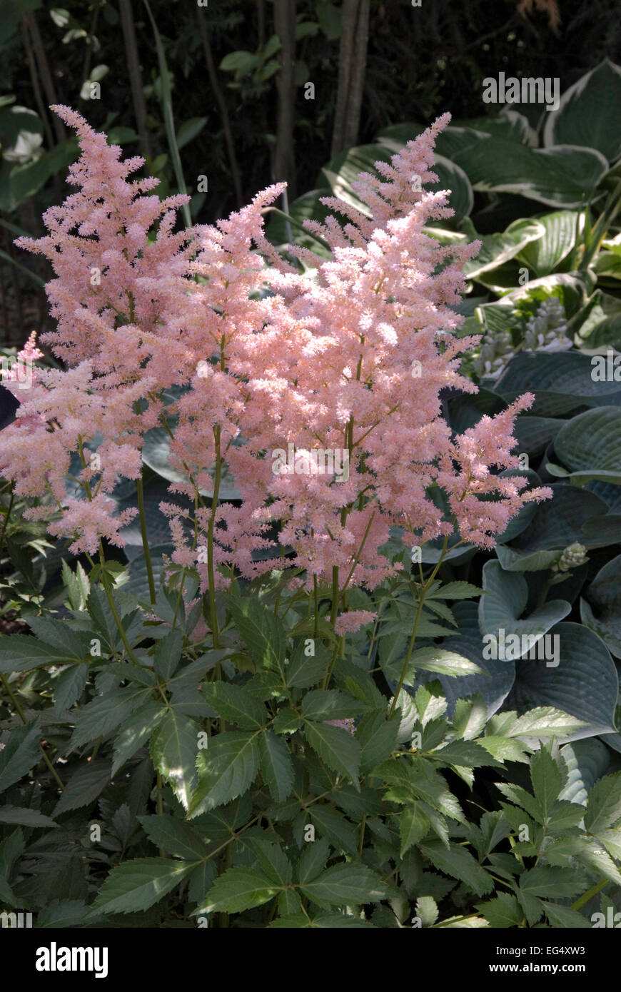 Astilbe X rosea Peach Blossom Stockfoto