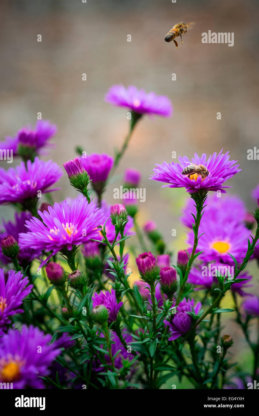 In der Nähe von Bienen auf lila Michaelmas daisy flowers Stockfoto