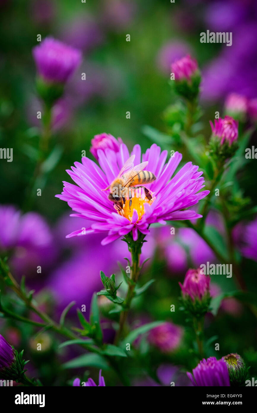 Nahaufnahme der Biene auf lila Michaelmas daisy flower Stockfoto