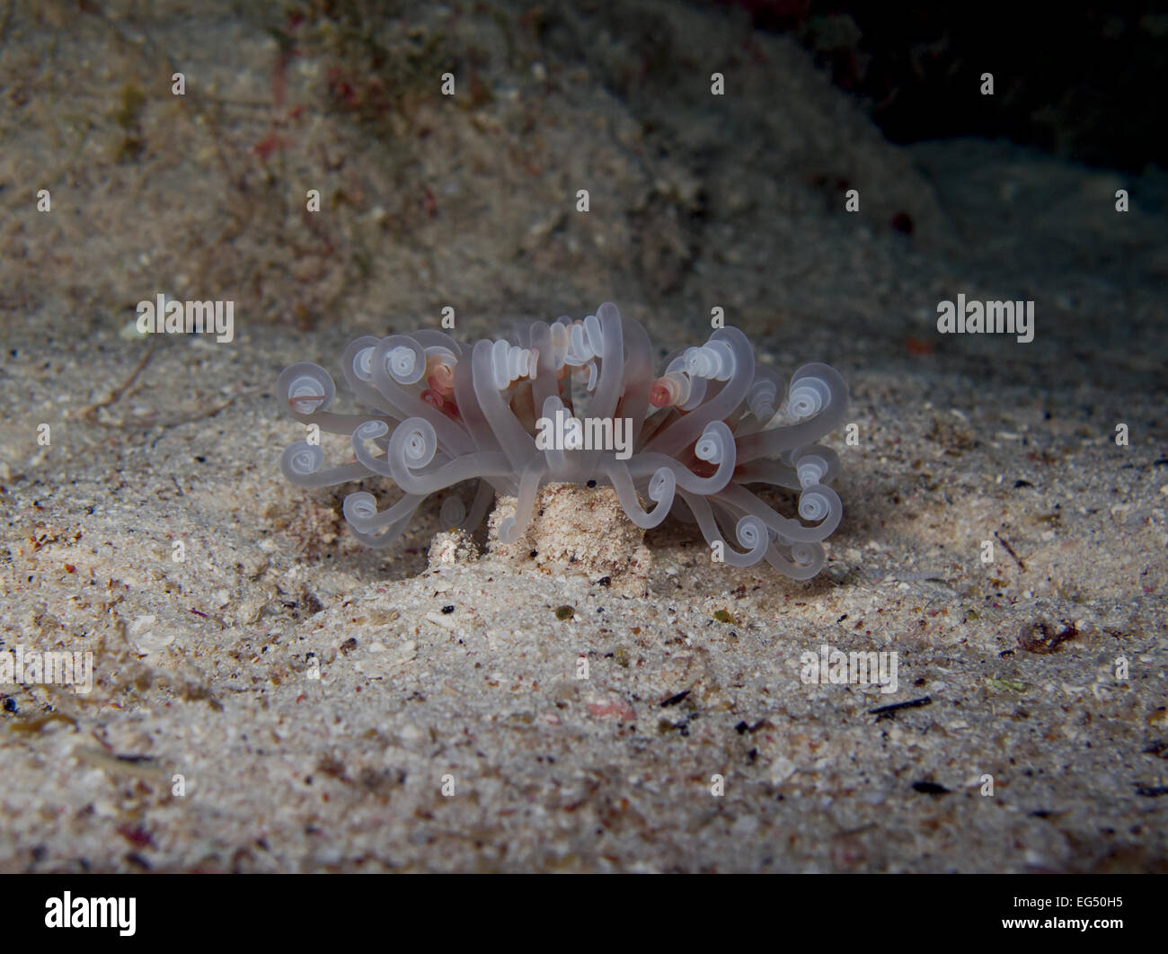 Branded Tube Anemone Stockfoto