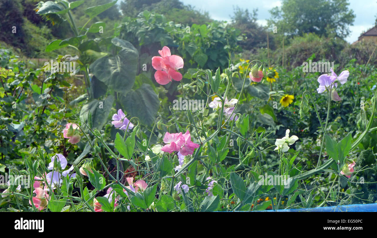 Süße Erbsen blühen auf eine Zuteilung Grundstück. Stockfoto