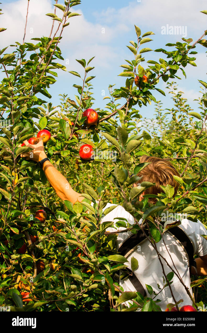 Fruit picker Kommissionierung rot Tradition Äpfel aus Apple Orchard Baum Stockfoto