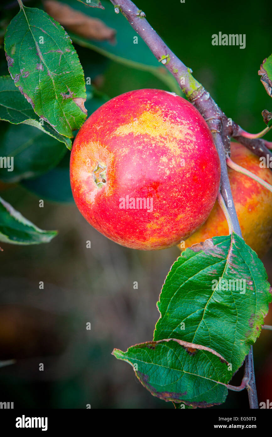 Reife rote Erbe Äpfel auf Apple Orchard tree branch Stockfoto