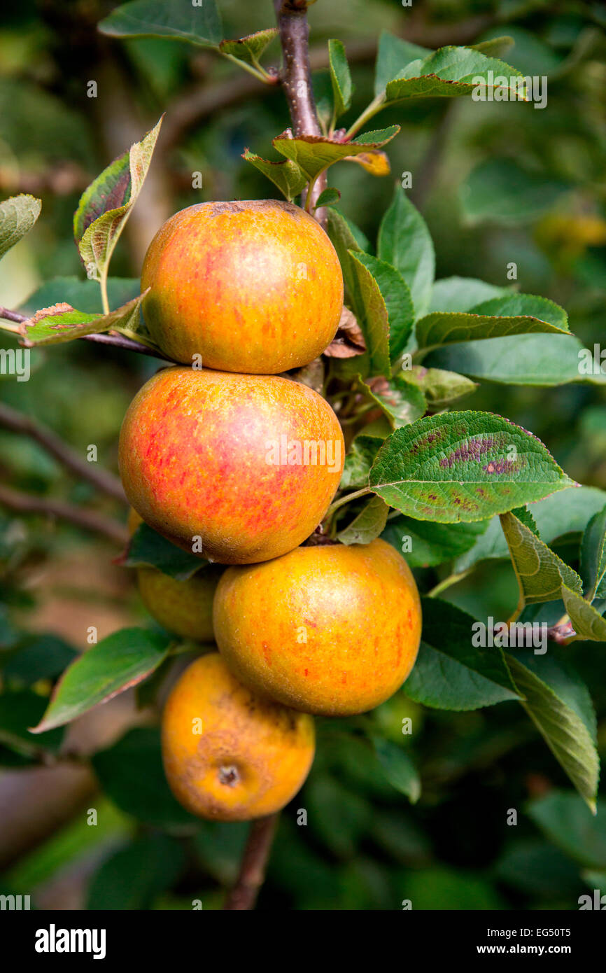 Reif Erbe Äpfel auf Apple Orchard tree branch Stockfoto