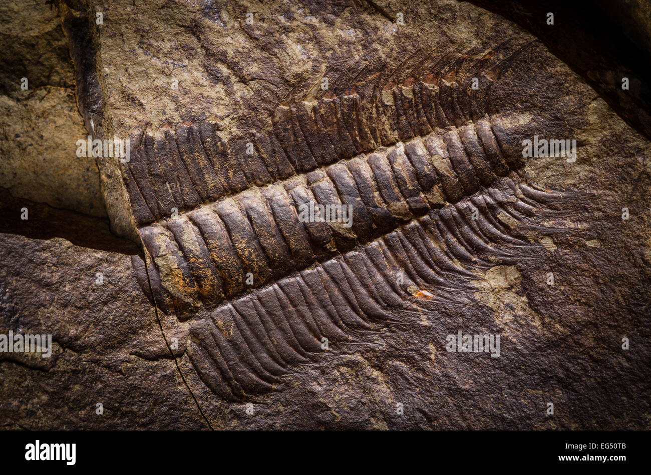 Fossil des Trilobiten Stockfoto