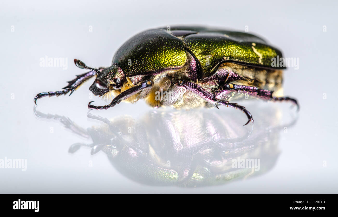 Glänzende Käfer mit Reflexion Stockfoto