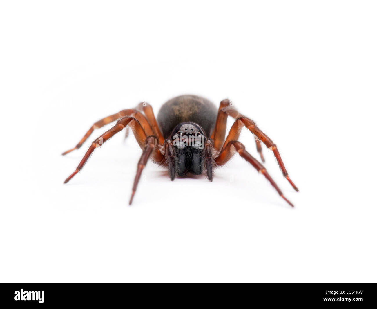 Eine Assel-Spinne (Dysdera Crocata) Stockfoto