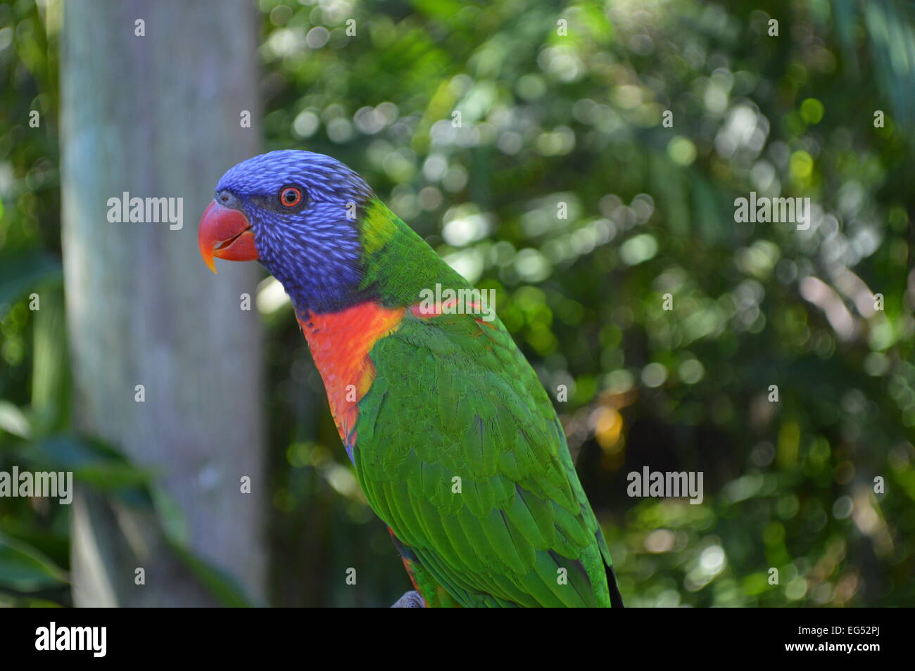 Tropischen Papagei Stockfoto