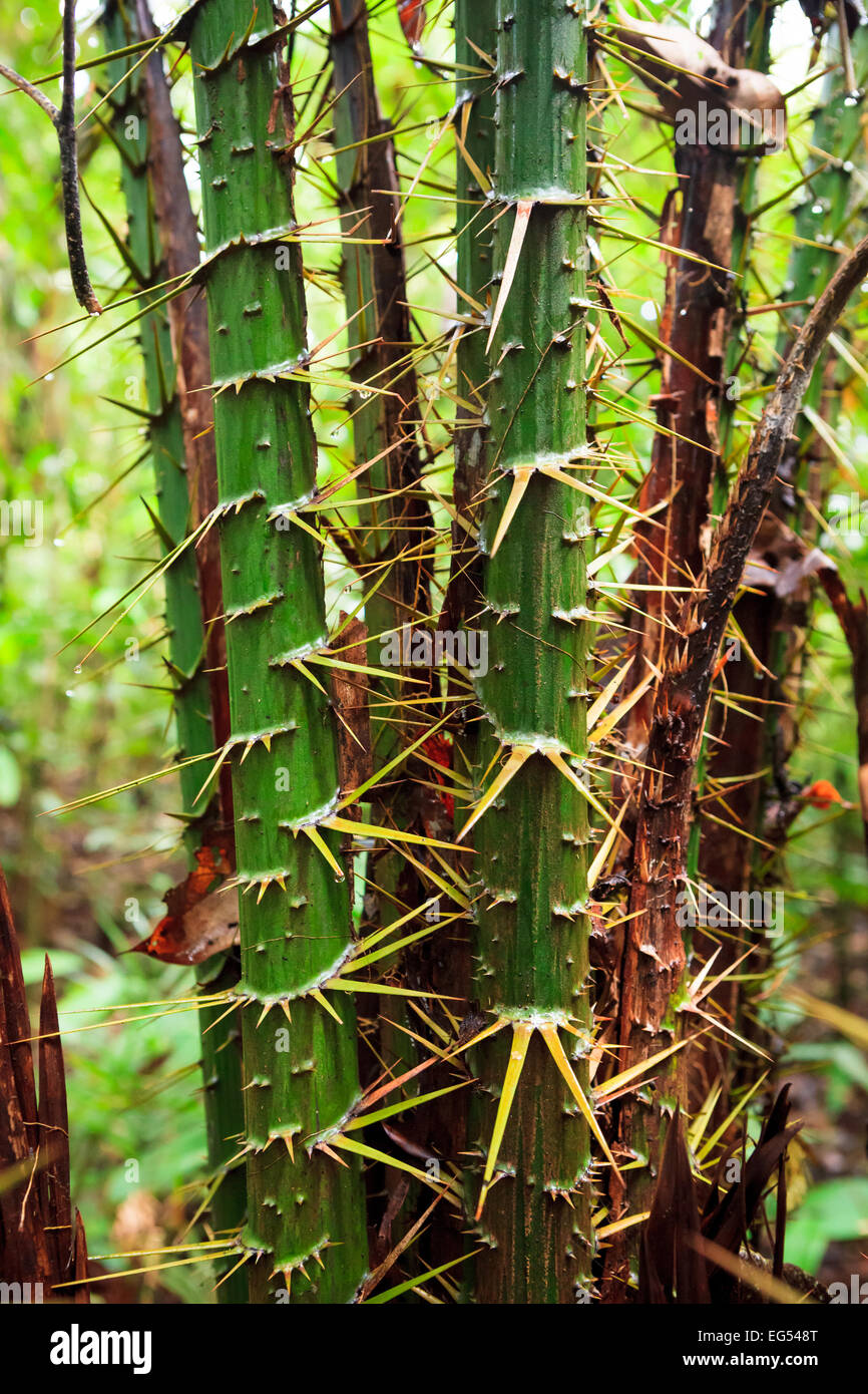 Stachelige Pflanze im Regenwald Stockfotografie - Alamy