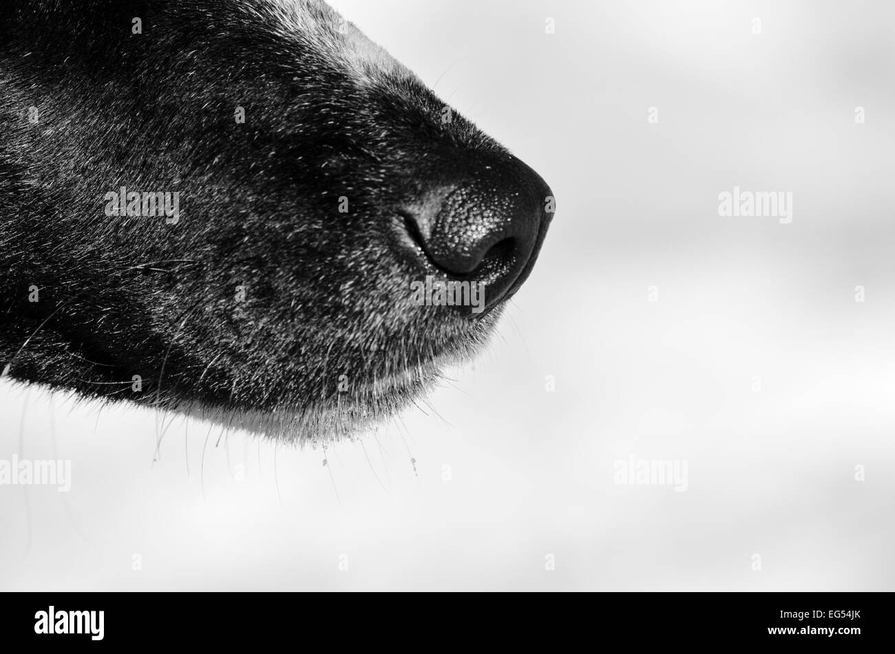 Siberian Husky Nase, schwarz und weiß, winter Stockfoto