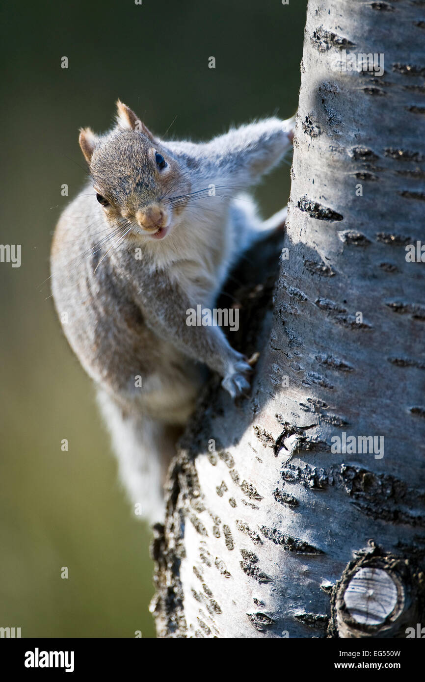 Sciurus Carolinensis graue Eichhörnchen graue Eichhörnchen festhalten an Seite des Baumes Stockfoto