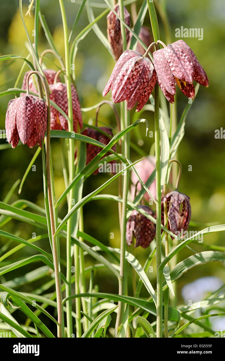 Schlange den Kopf Fritillary Fritillaria meleagris Stockfoto