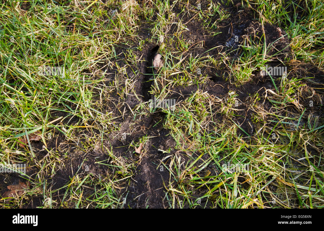 Rasen-Schädling durch Wiese Mäuse: Start-und Landebahnen und Loch des gemeinsamen Wühlmaus Stockfoto