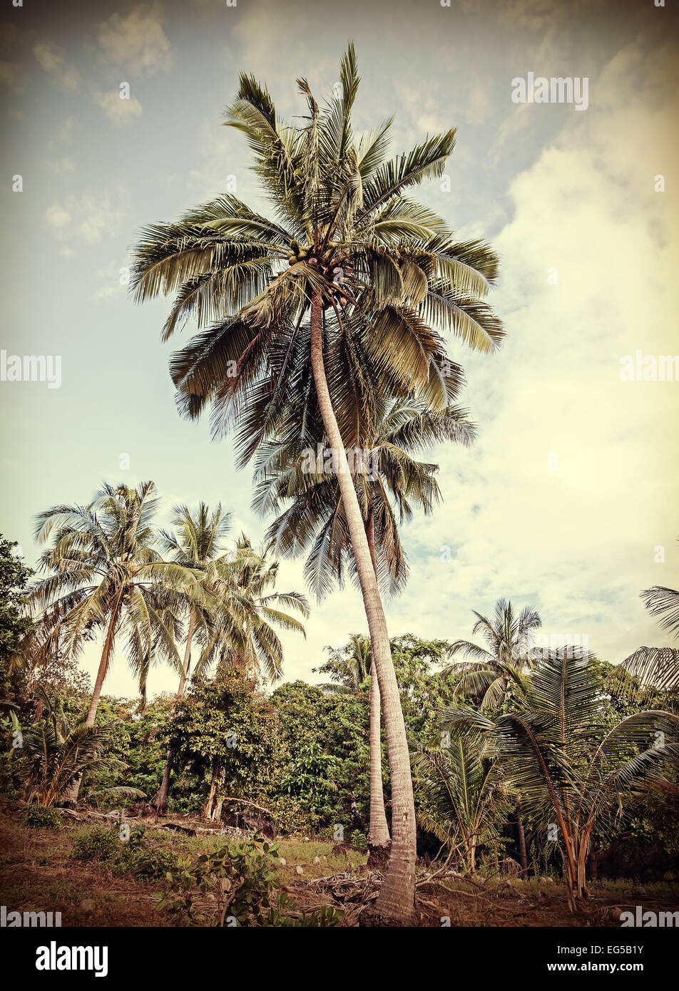 Vintage Retro stilisierte tropischer Natur Hintergrund mit Palmen. Stockfoto