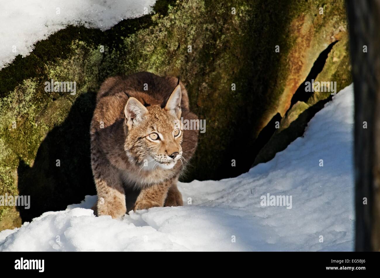 Der gezähmte Eurasischen Luchs ist auf dem Schnee im Wald jagen. Stockfoto
