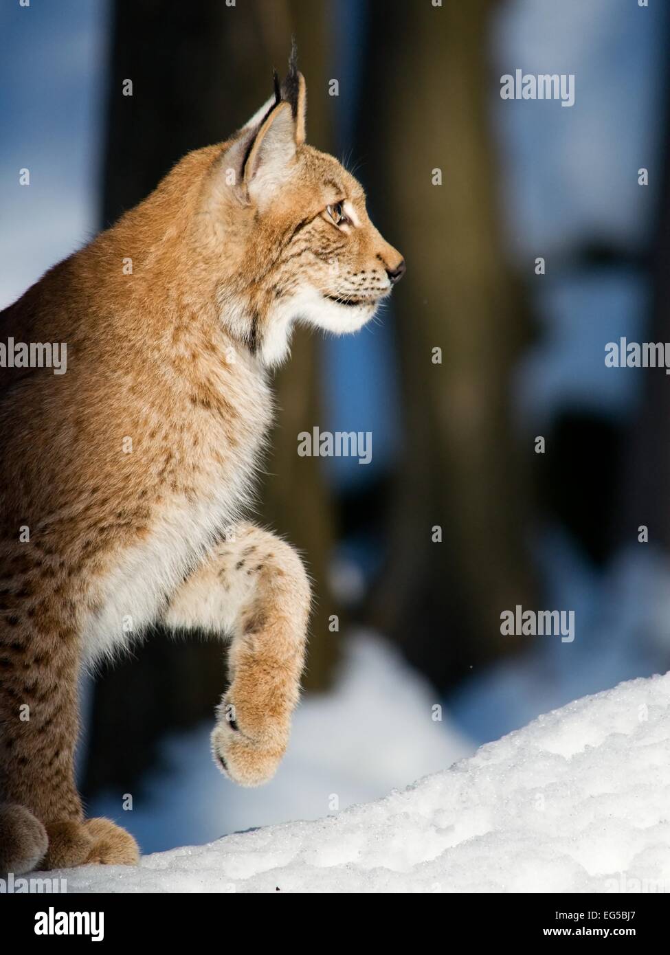 Der gezähmten Eurasischen Luchs ist auf dem Schnee im Wald wandern. Stockfoto