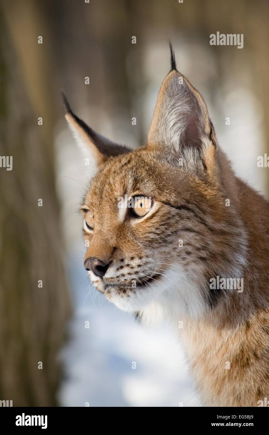 Porträt der gezähmten Eurasischen Luchs Stockfoto