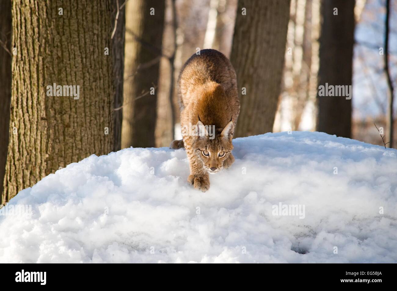 Der gezähmte Eurasischen Luchs ist auf dem Schnee im Wald jagen. Stockfoto