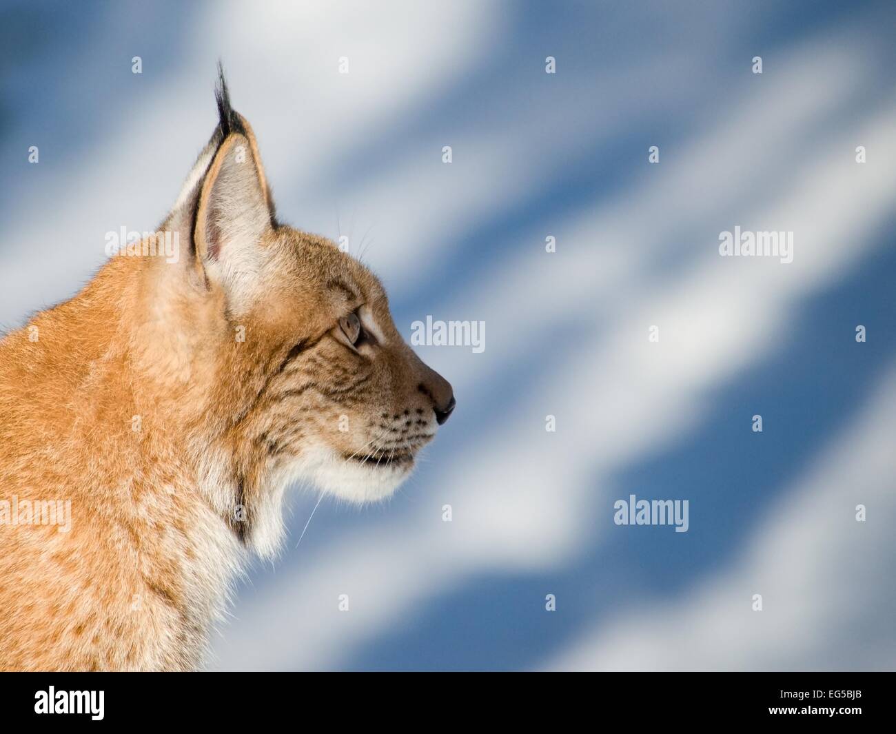 Porträt der gezähmten Eurasischen Luchs Stockfoto