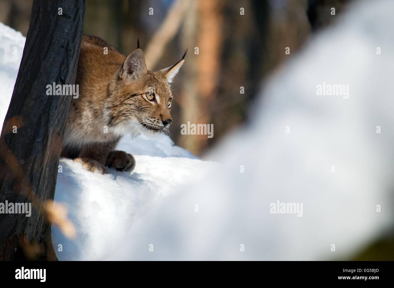 Der gezähmte Eurasischen Luchs ist auf dem Schnee im Wald jagen. Stockfoto