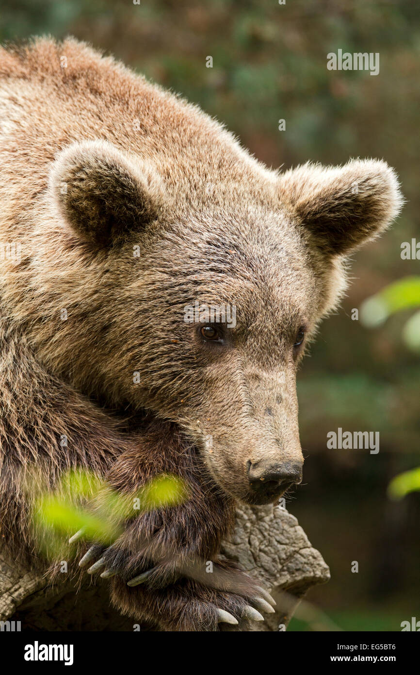 Brauner Bär, Ursus Arctos, Pyrenäen-Tierpark, Argelès-Gazost, Hautes-Pyrenäen, Midi-Pyrenäen, Frankreich Stockfoto