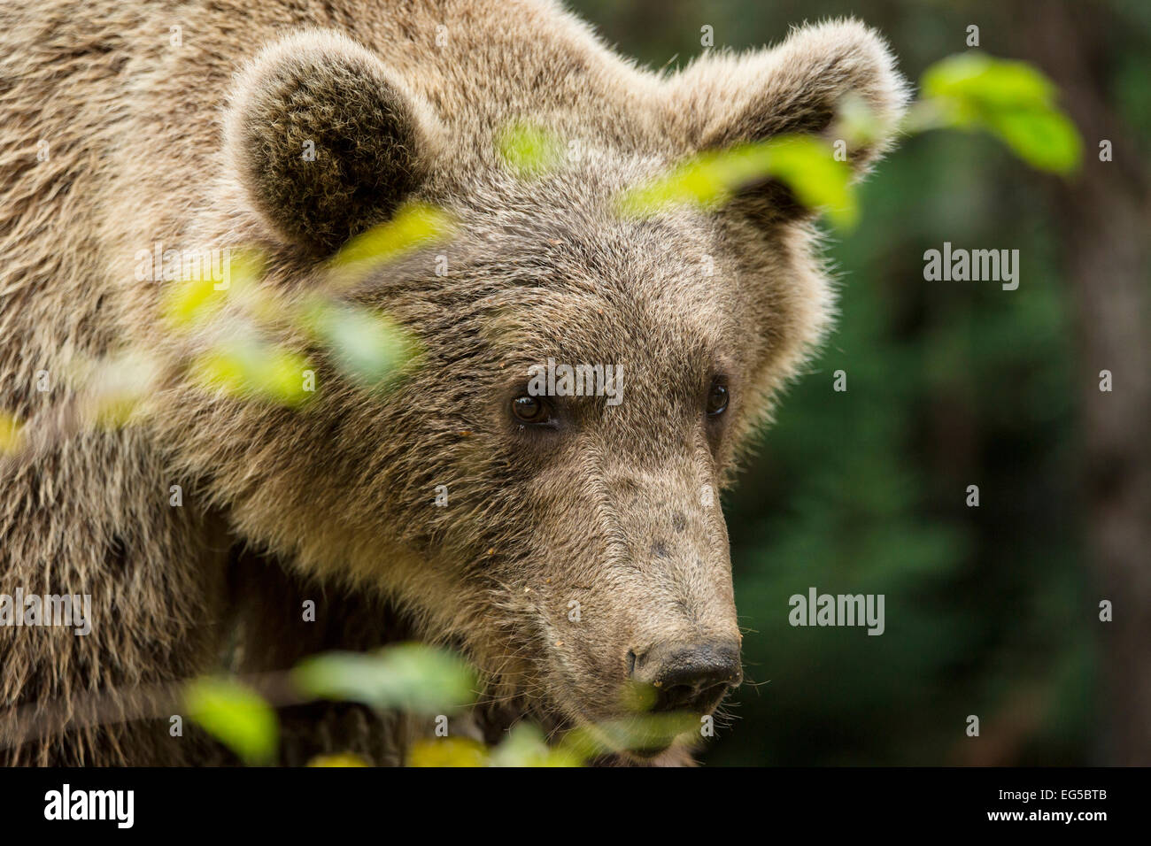 Brauner Bär, Ursus Arctos, Pyrenäen-Tierpark, Argelès-Gazost, Hautes-Pyrenäen, Midi-Pyrenäen, Frankreich Stockfoto