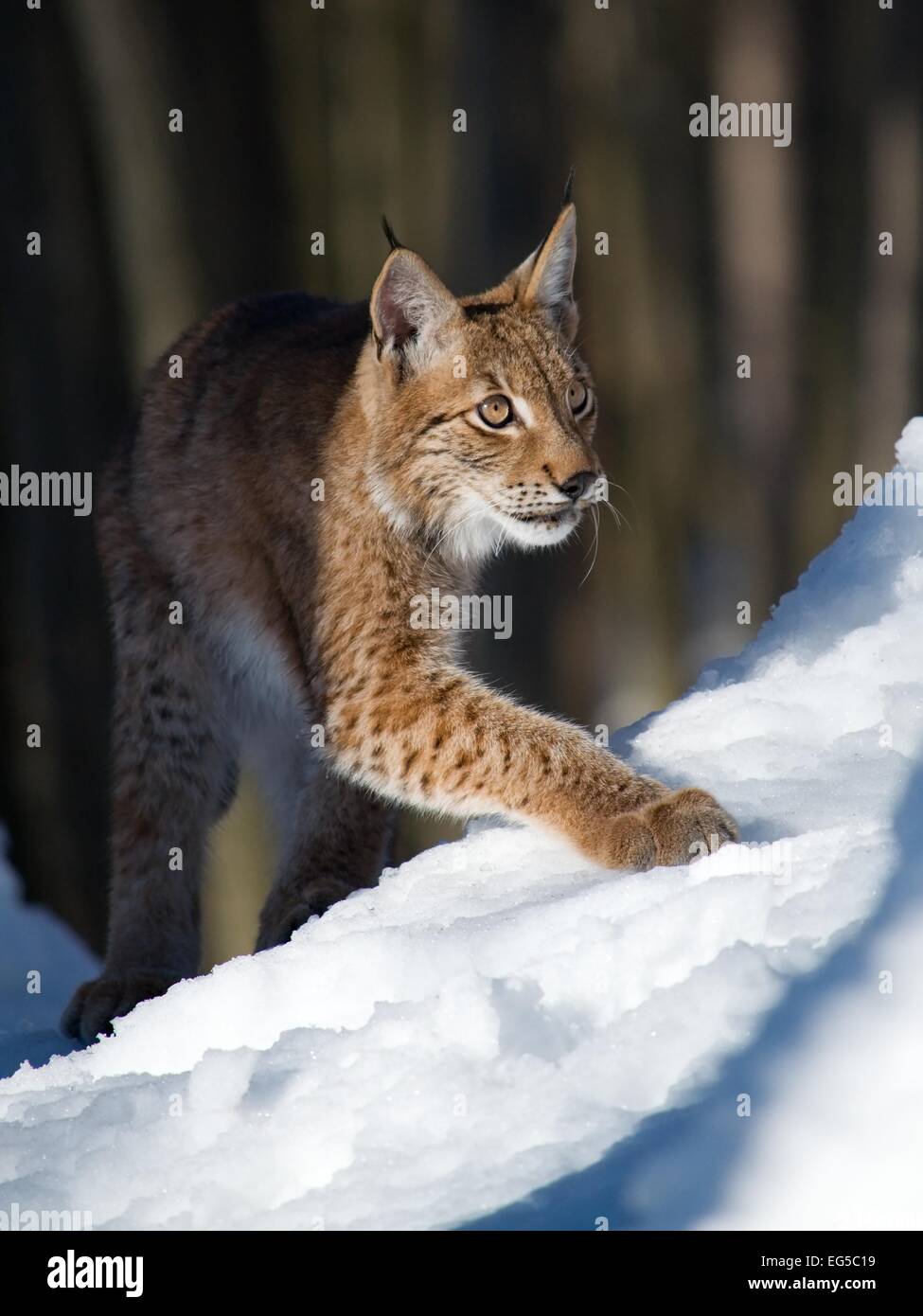 Der gezähmten Eurasischen Luchs ist auf dem Schnee im Wald wandern. Stockfoto