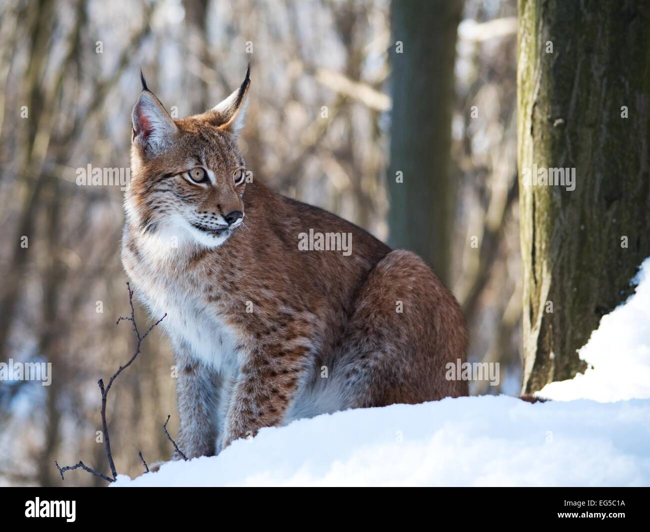 Der gezähmte Eurasischen Luchs sitzt auf dem Schnee im Wald Stockfoto