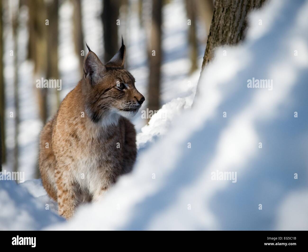 Der gezähmten Eurasischen Luchs ist auf dem Schnee im Wald wandern. Stockfoto