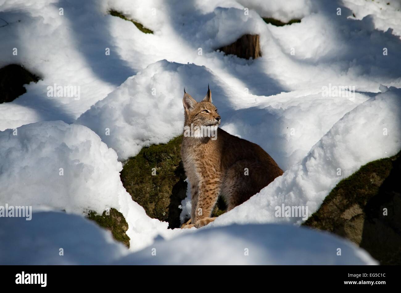 Der gezähmte Eurasischen Luchs sitzt in das Schneefeld Stockfoto