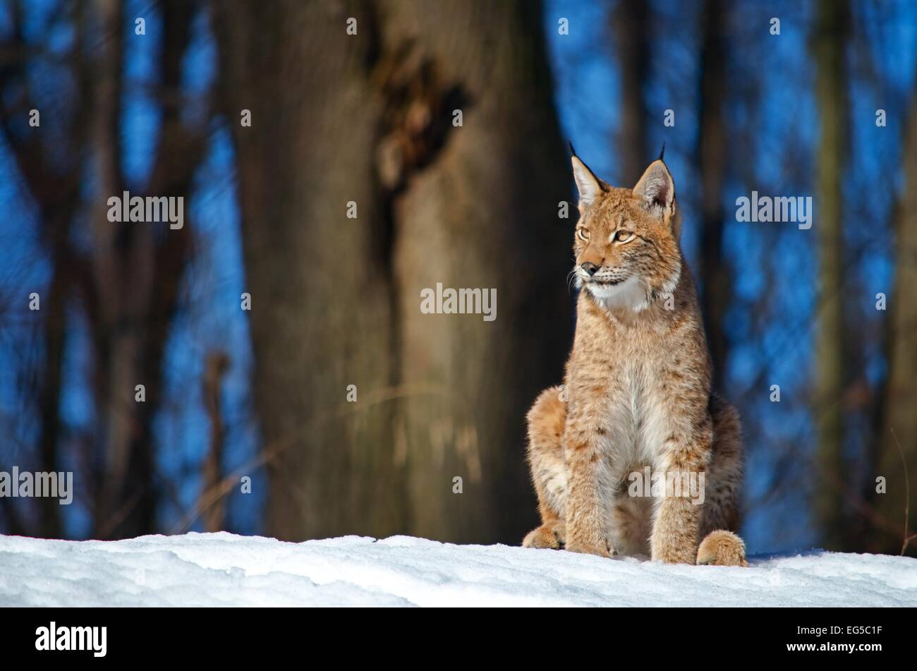 Der gezähmte Eurasischen Luchs sitzt auf dem Schnee im Wald Stockfoto