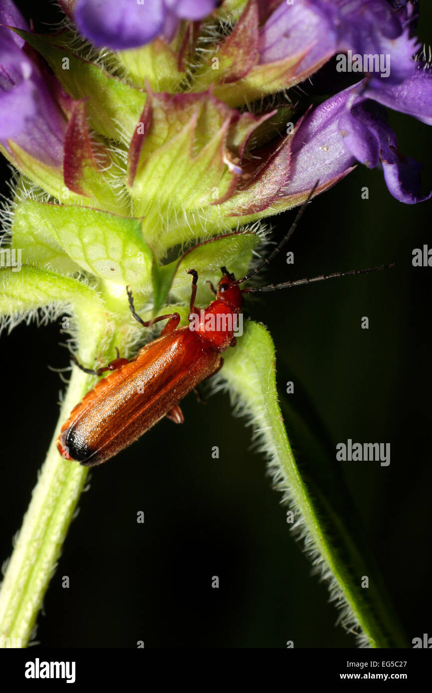 Selfheal Stockfoto