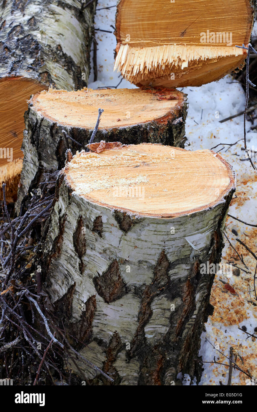 Frisch geschnittene Birken, Finnland Stockfoto
