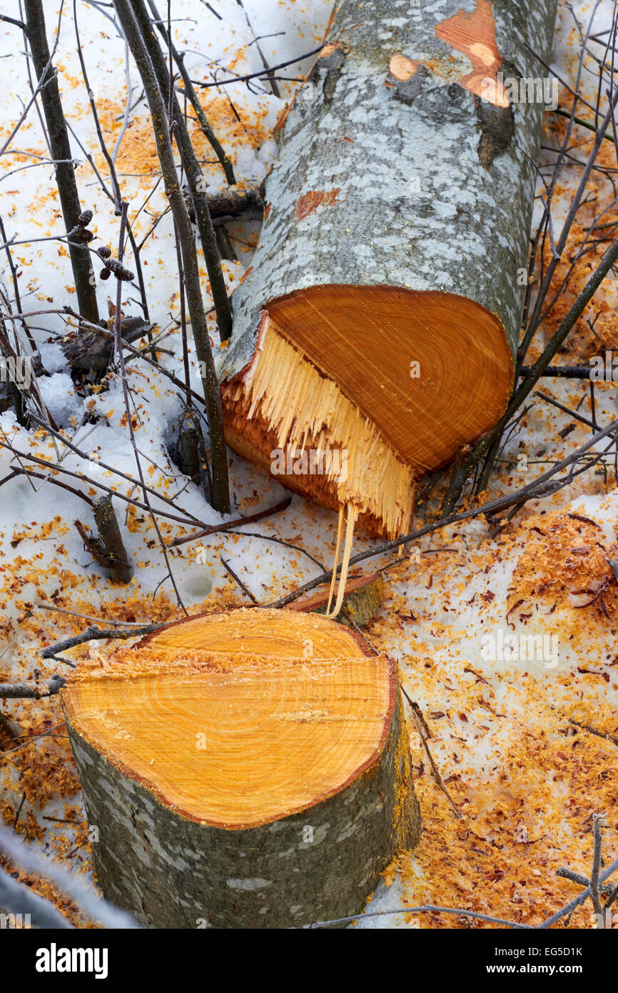 Frisch geschnittenen Erle Baum, Finnland Stockfoto