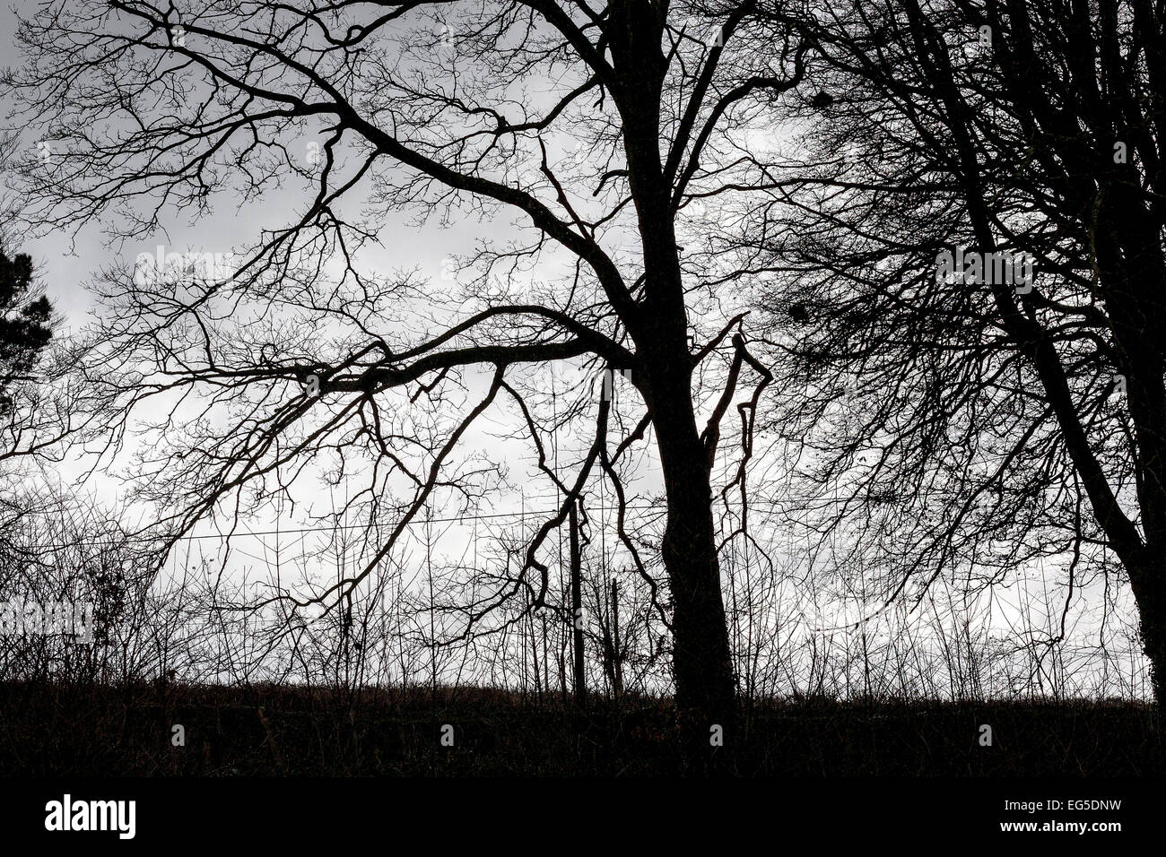 Wald, Wäldchen, Rush, Niederwald, Wäldchen, Gebüsch, Spinney, Reisig - ein dichtes Wachstum von Büschen Stockfoto