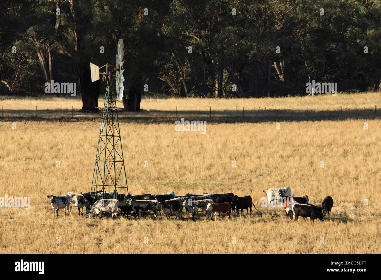 Ein Foto von ein paar durstig Rinder an einer Windmühle auf einem Bauernhof im zentralen westlichen New South Wales (NSW), Australien. Stockfoto