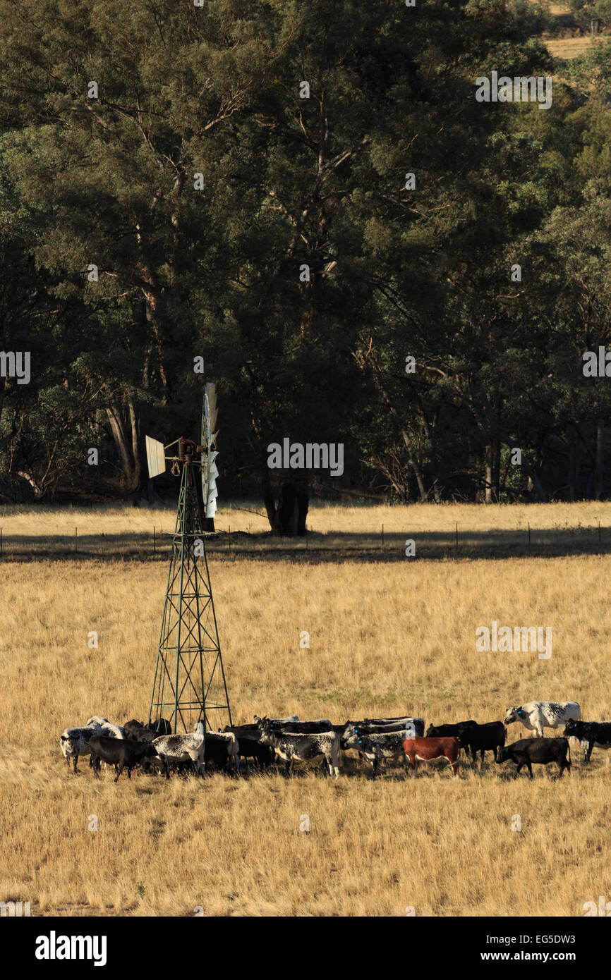 Ein Foto von ein paar durstig Rinder an einer Windmühle auf einem Bauernhof im zentralen westlichen New South Wales (NSW), Australien. Stockfoto