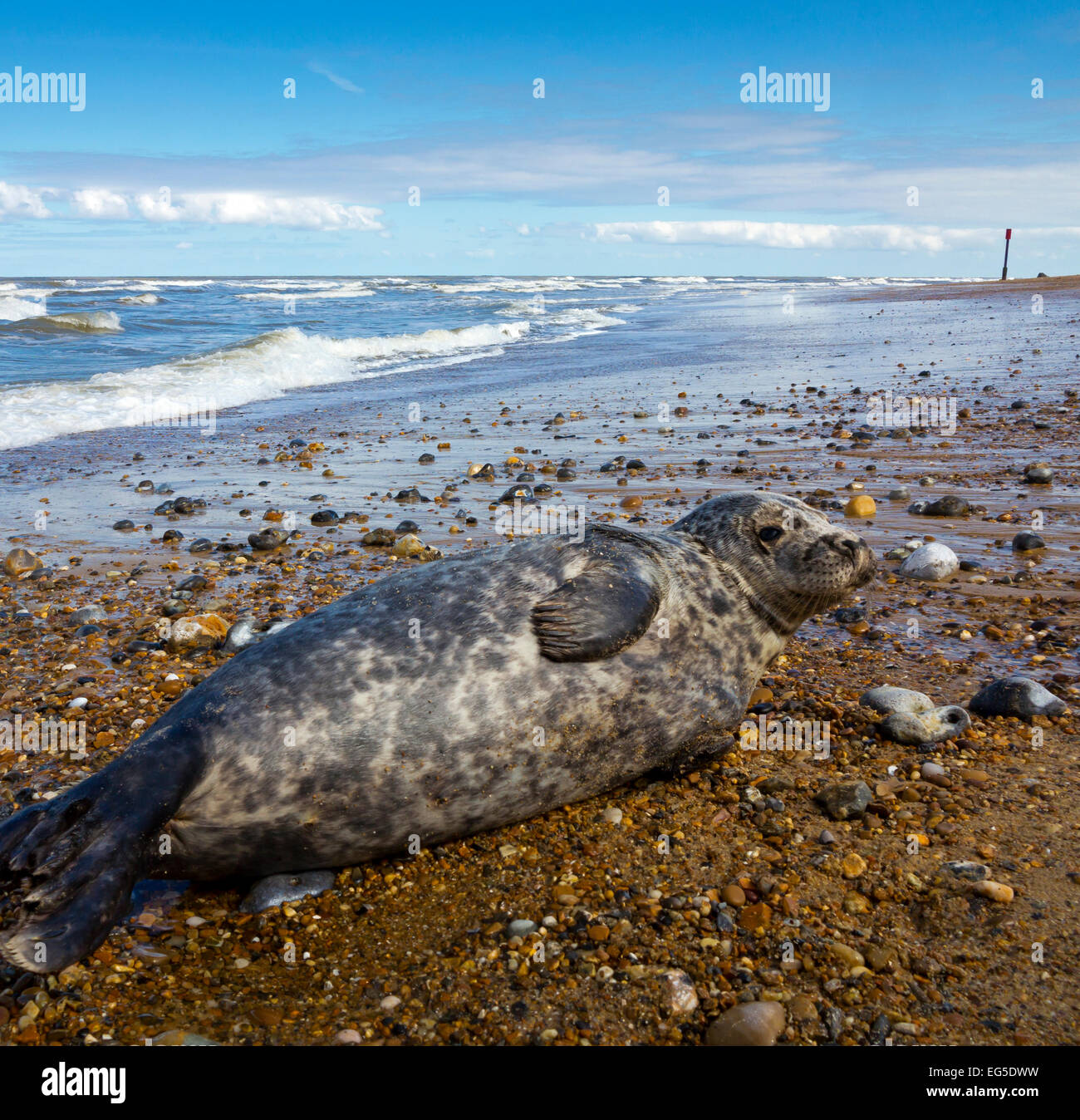 Graue Dichtung Halichoerus Grypus liegen am Strand bei Horsey in Norfolk East Anglia England UK eine Kolonie an Nordseeküste lebt Stockfoto