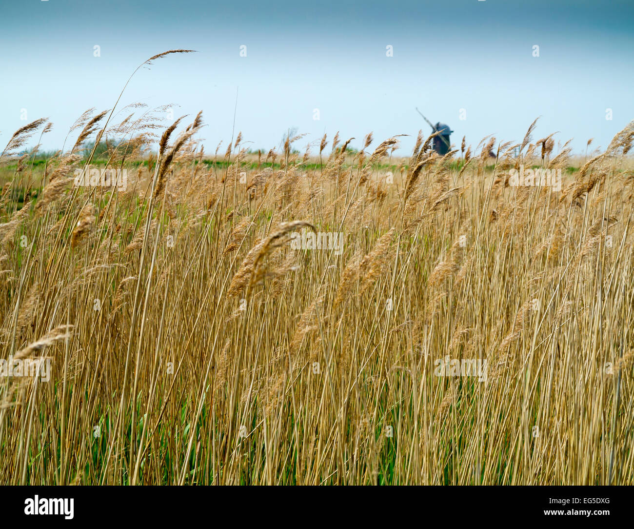 Schilf mit Wind Pumpe hinter auf Martham breit in den Norfolk Broads eine Fläche von Binnenwasserstraßen in East Anglia, England UK Stockfoto