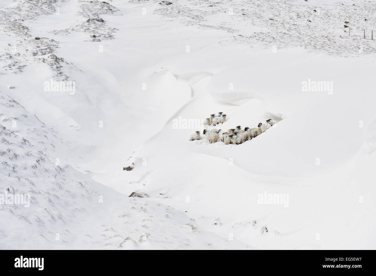 Schafe in einer Schneeverwehung. Braemar Pass, Cairngorm National Park. Schottischen Highlands. Schottland Stockfoto