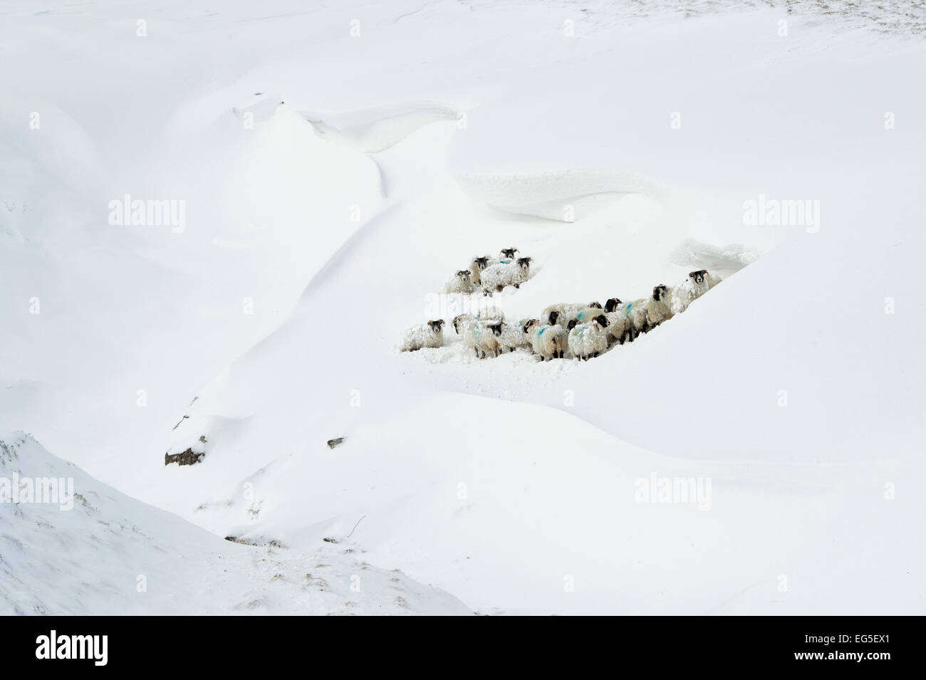 Schafe in einer Schneeverwehung. Braemar Pass, Cairngorm National Park. Schottischen Highlands. Schottland Stockfoto