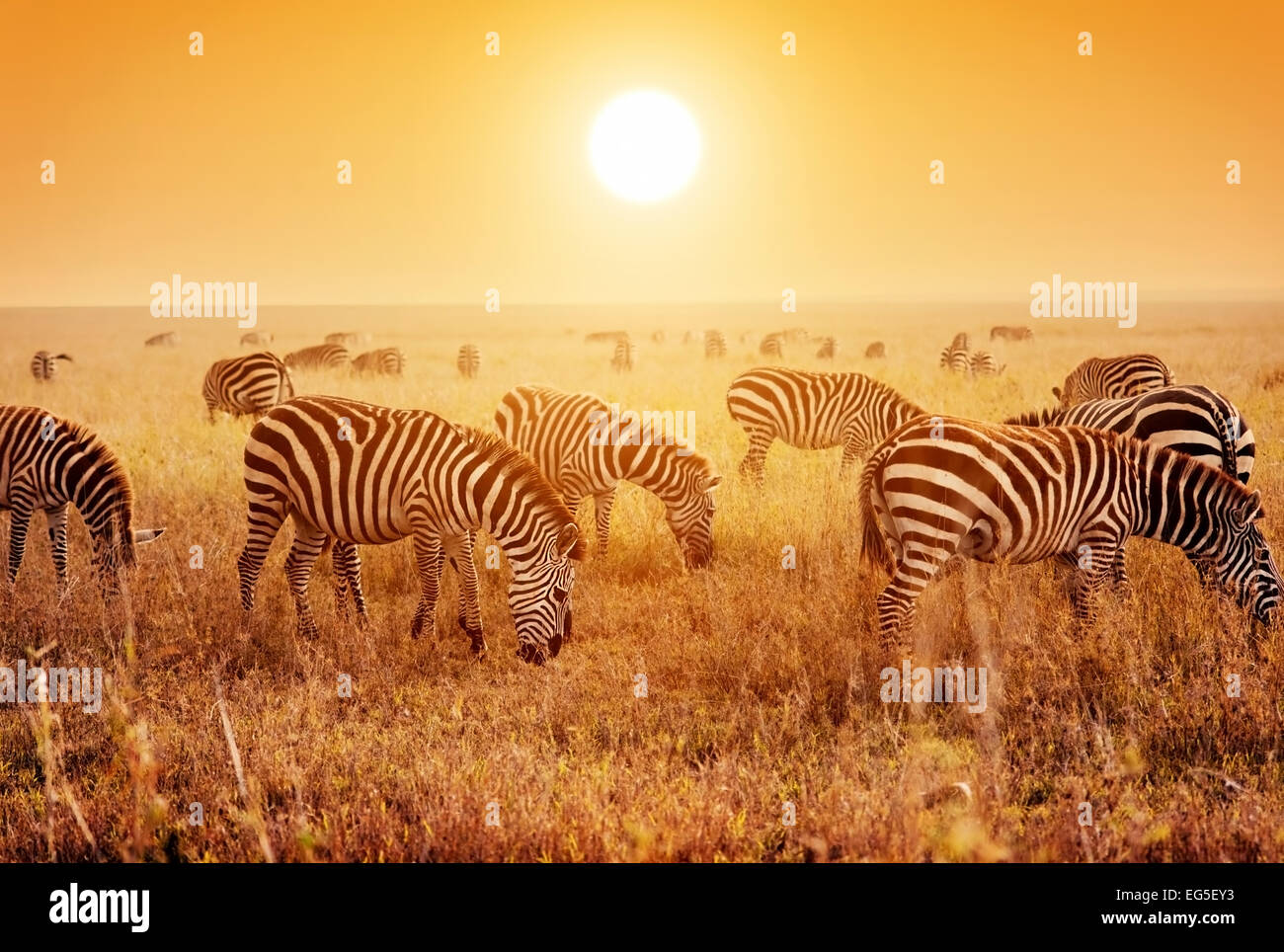 Zebras Herde auf Savanne bei Sonnenuntergang, Afrika. Safari in der Serengeti, Tansania Stockfoto