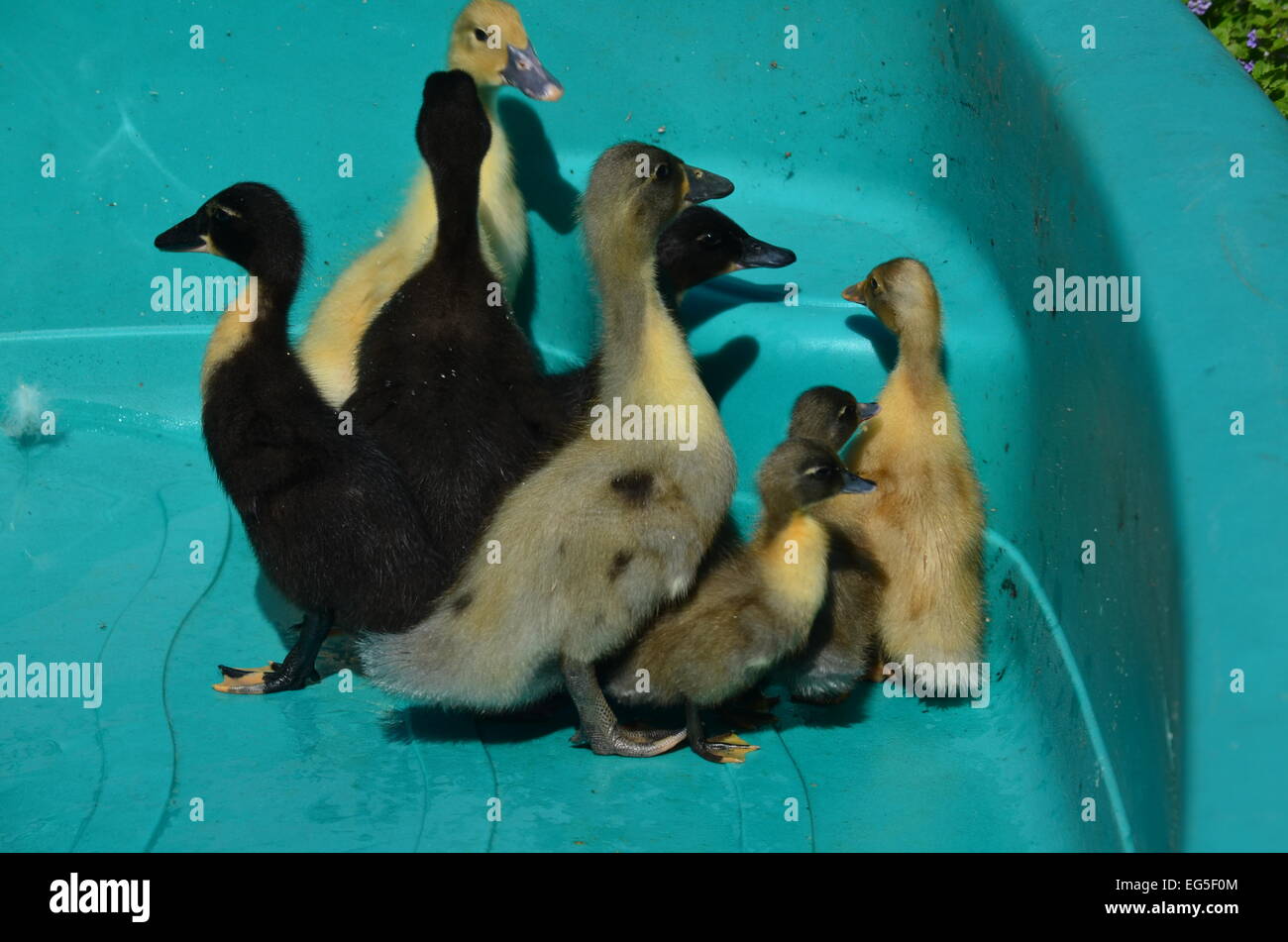 Baby-Enten in einem pool Stockfoto